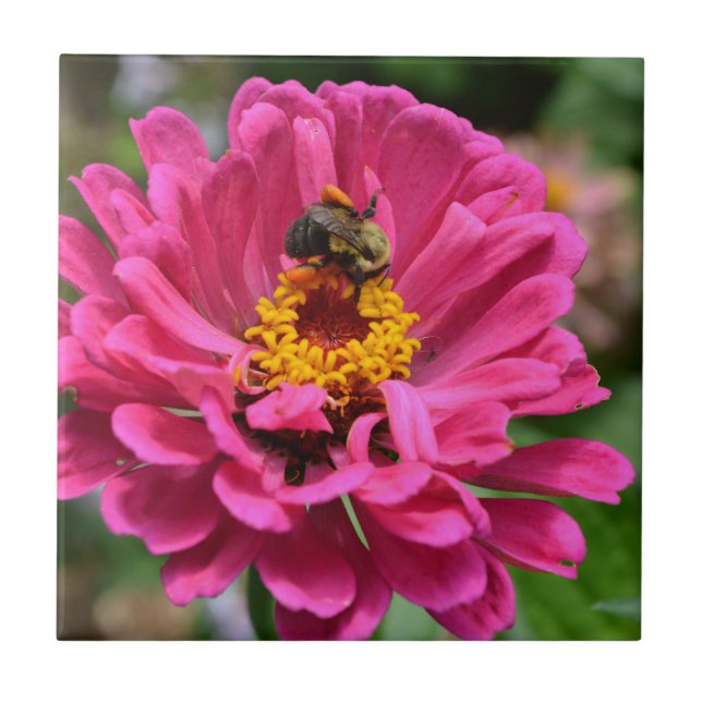 Pink Zinnia and Bumble bee Tile (Front)