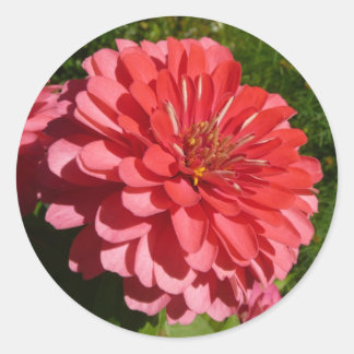 Pink Zinnia Classic Round Sticker