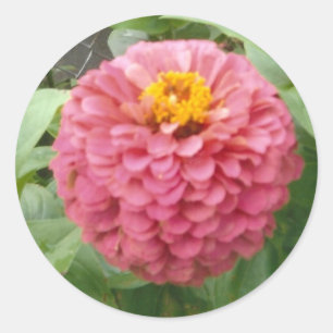 Pink Zinnia Classic Round Sticker
