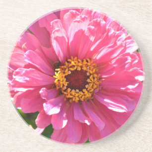 Pink Zinnia Coaster