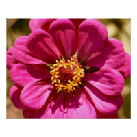 Pink Zinnia Elegans  