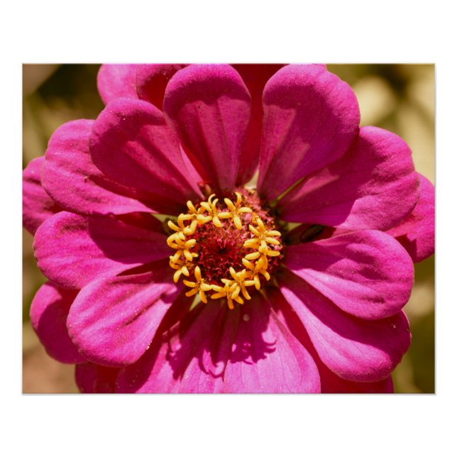 Pink Zinnia Elegans   Poster (Front)