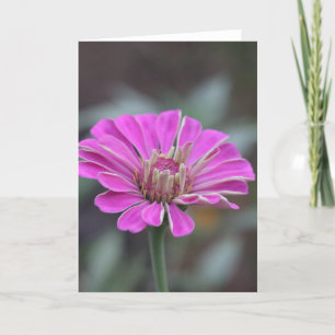 Pink Zinnia Flower Card 5 x 7 (blank inside)