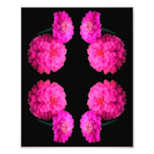 Pink Zinnia Flower Pair Abstract Art 8x10 Photo Print
