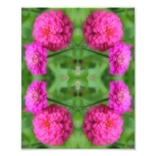 Pink Zinnia Flower Pair Mirror Abstract 8x10 Photo Print