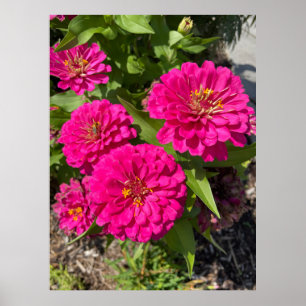 Pink Zinnia Flower Poster