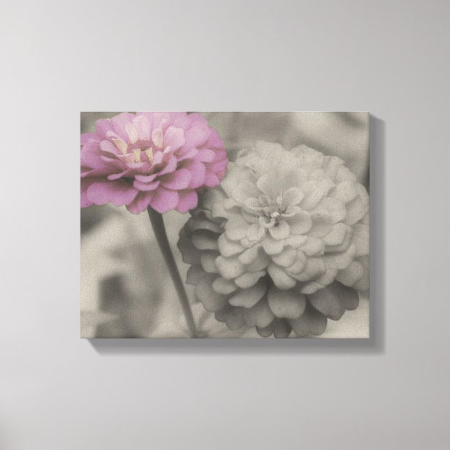 Pink Zinnia Flowers In Black And White Canvas Print (Front)
