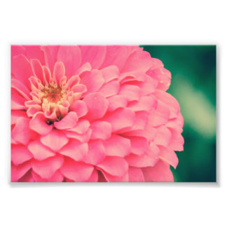 Pink Zinnia Photo Print