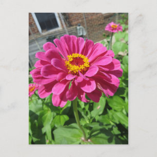 Pink Zinnia Postcard