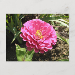 Pink Zinnia Postcard