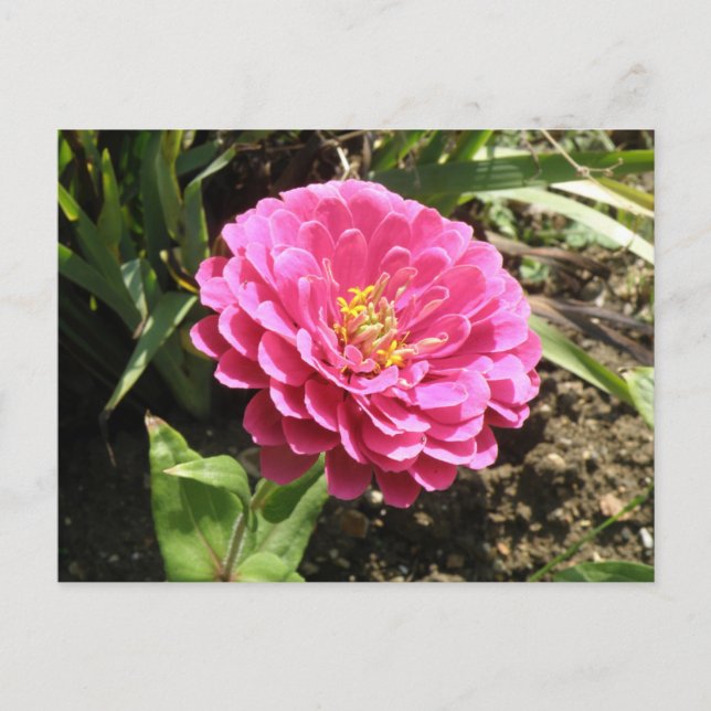 Pink Zinnia Postcard (Front)