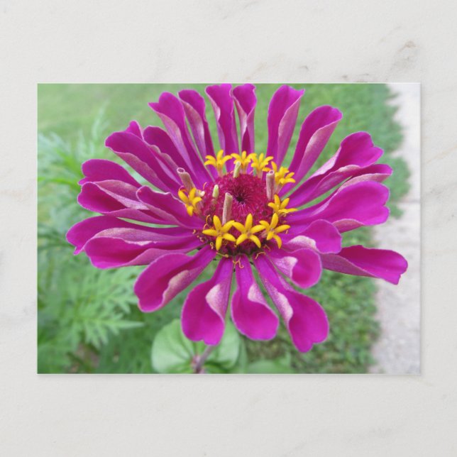 Pink Zinnia Postcard (Front)