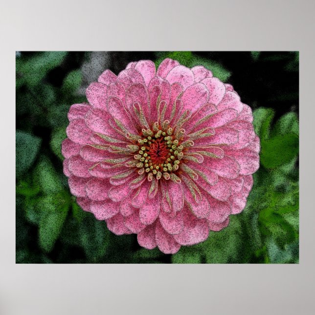 Pink Zinnia Poster (Front)