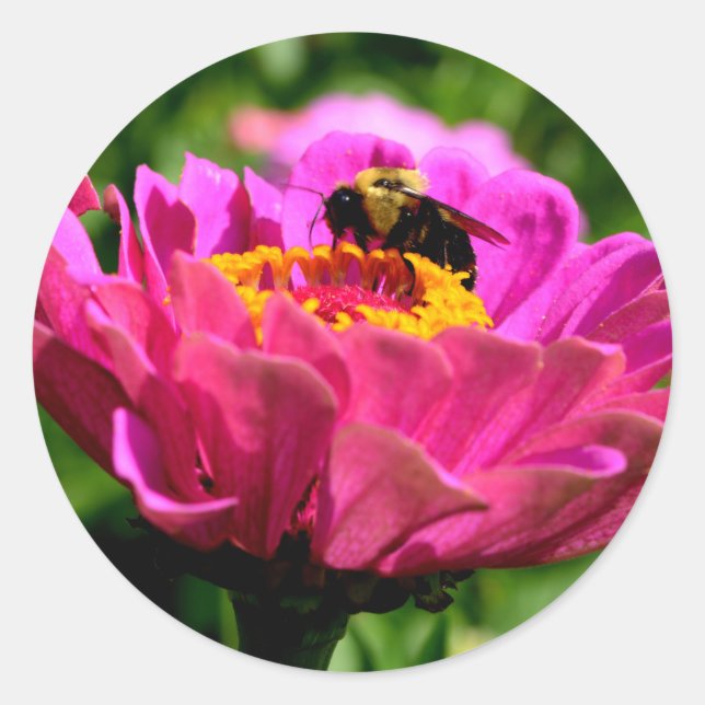 Pink zinnia with bumblebee, pink flowers, cute bee classic round sticker (Front)