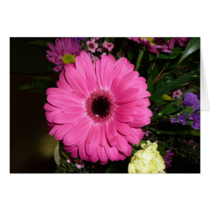Pinkk Gerber Daisy