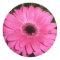 Pinkk Gerber Daisy