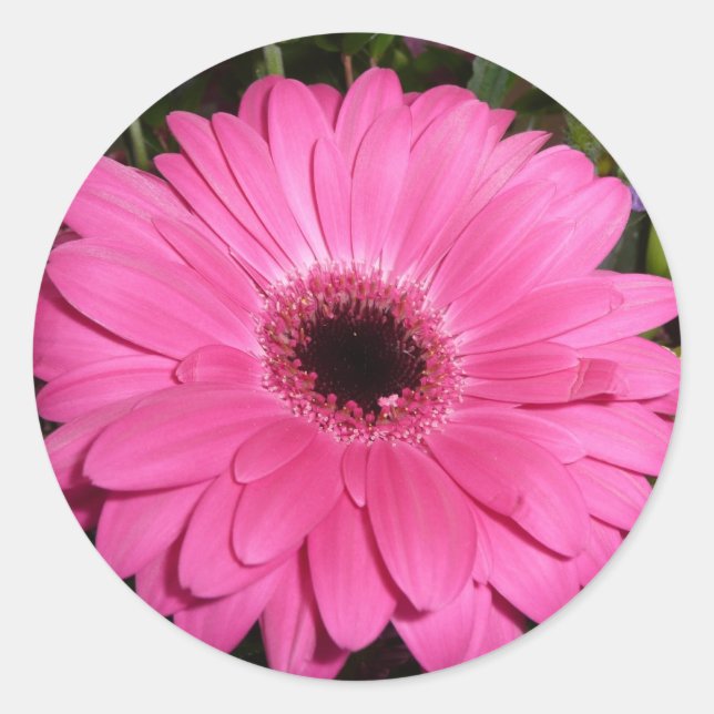 Pinkk Gerber Daisy Classic Round Sticker (Front)
