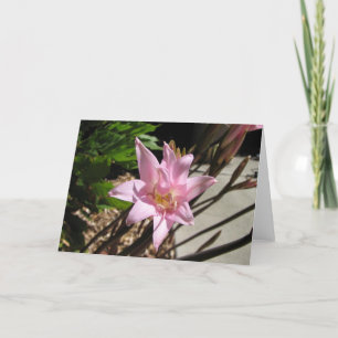 pinks holiday card