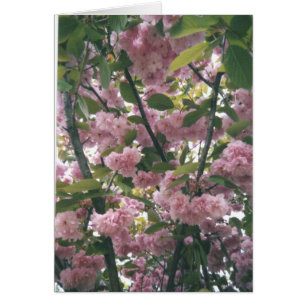 pinkspringtree 001