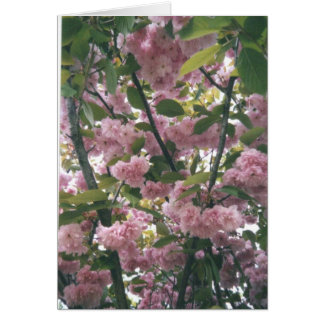 pinkspringtrees 001