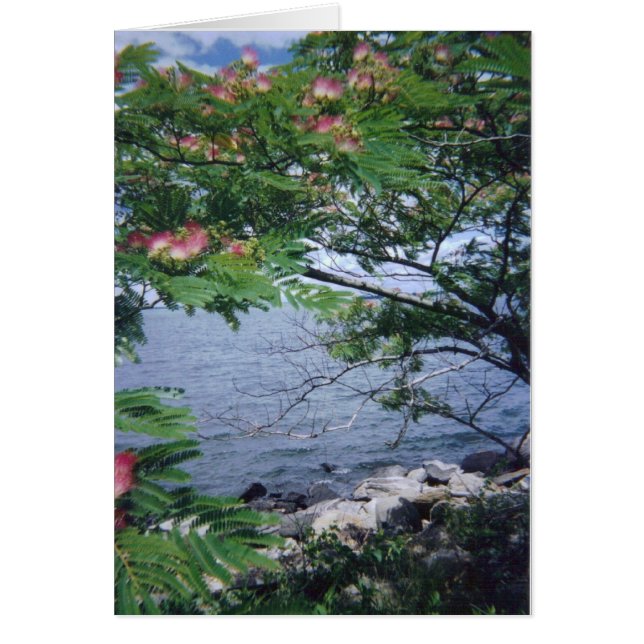 pinktreewaterview 001 (Devant)