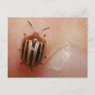 Pinky Beetle (Tortoise Shell Beetle) Postcard