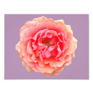 Pinky Kodak Proffessional Photo Paper (Satin) Print