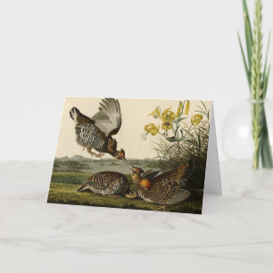 Pinnated Grouse (Grous) Audubon's Birds of America Card