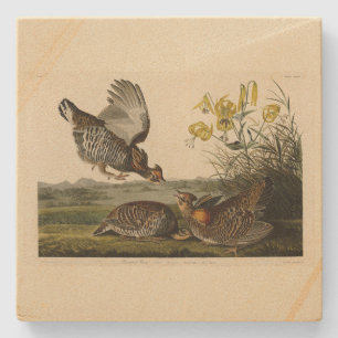 Pinnated Grouse (Grous) Audubon's Birds of America Stone Coaster
