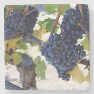 pinot noir grapes stone coaster
