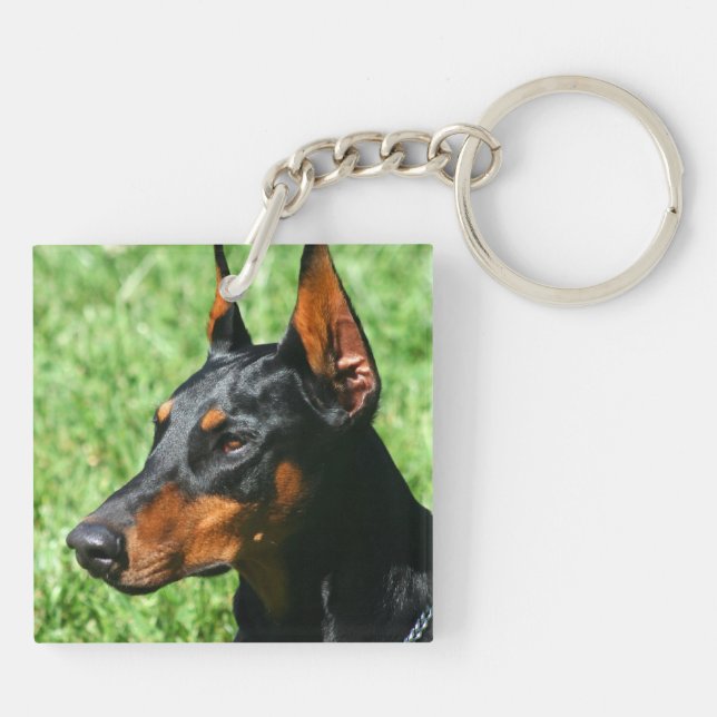 Pinscher de dobermann (Dos)