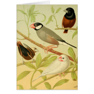 pinson et moineau vintage