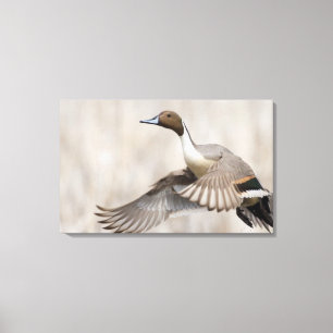 Pintail Drake Taking Flight Canvas Print