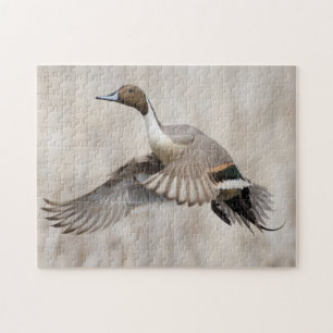Pintail Drake Taking Flight Jigsaw Puzzle