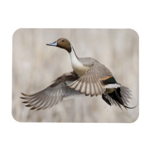 Pintail Drake Taking Flight Magnet