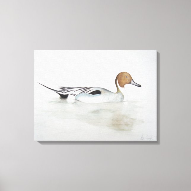 Pintail Duck 2011 Canvas Print (Front)