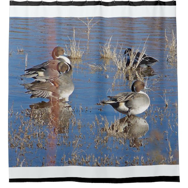 Pintail Duck Birds Wildlife Animal Pond (Front)