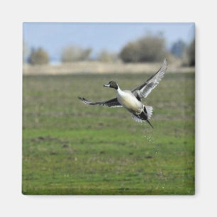 Pintail duck magnet