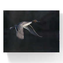 Pintail duck out of the shadows