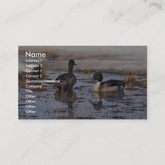 Pintail Duck Pair Business Card (Front)