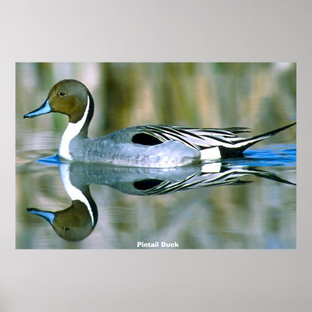 Pintail Duck Poster (Front)