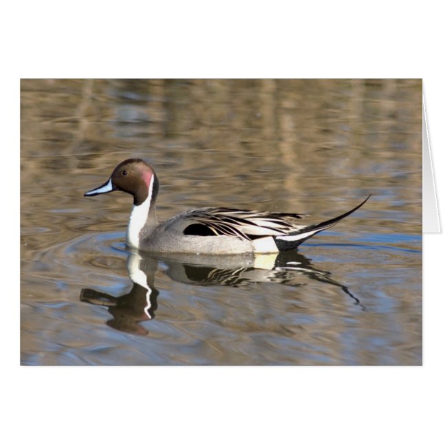 Pintail Duck Swims In A Pond (Front Horizontal)
