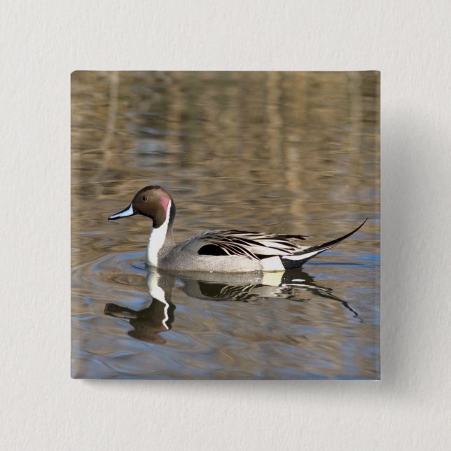 Pintail Duck Swims In A Pond 2 Inch Square Button (Front)
