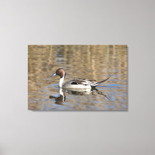 Pintail Duck Swims In A Pond Canvas Print
