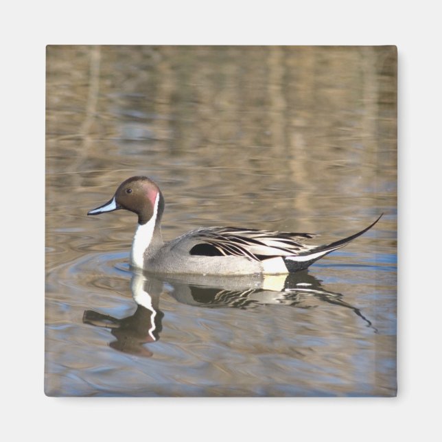 Pintail Duck Swims In A Pond Magnet (Front)