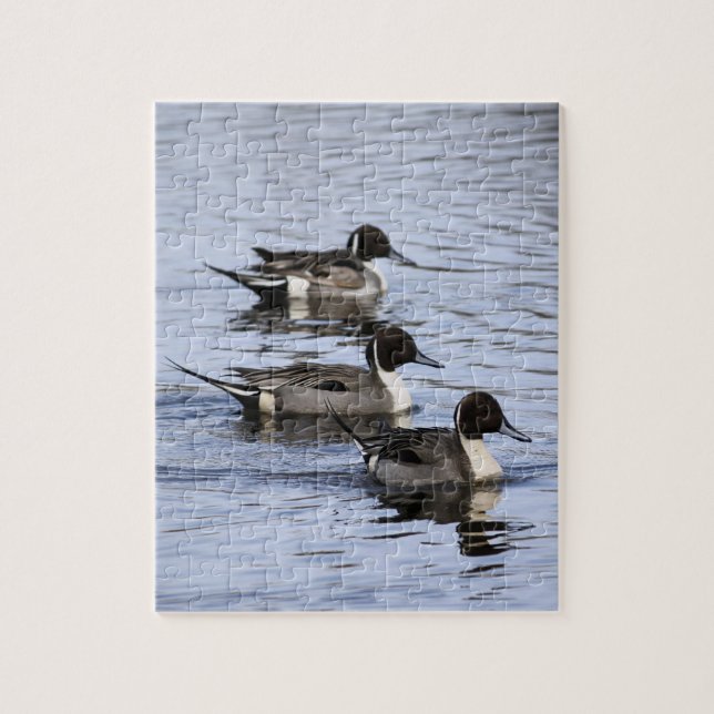 Pintail duck Trio Jigsaw Puzzle (Vertical)