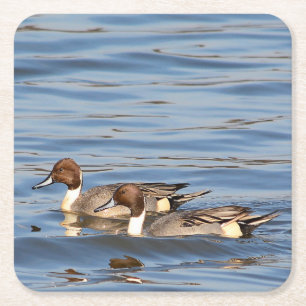 Pintail ducks paper coaster