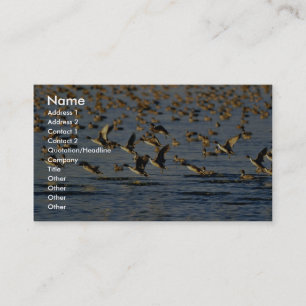 Pintails Business Card