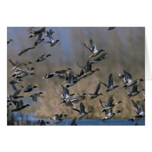 Pintails en vol