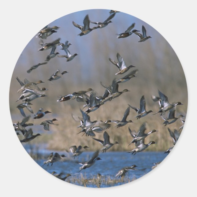 Pintails in Flight Classic Round Sticker (Front)